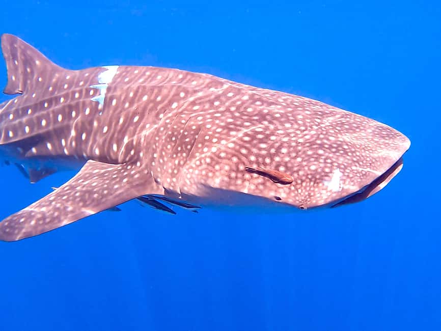Immagine nº 5 di Muscat: Tour di snorkeling delle isole Daymaniat con rinfresco attività a Oman, caricata dal fornitore