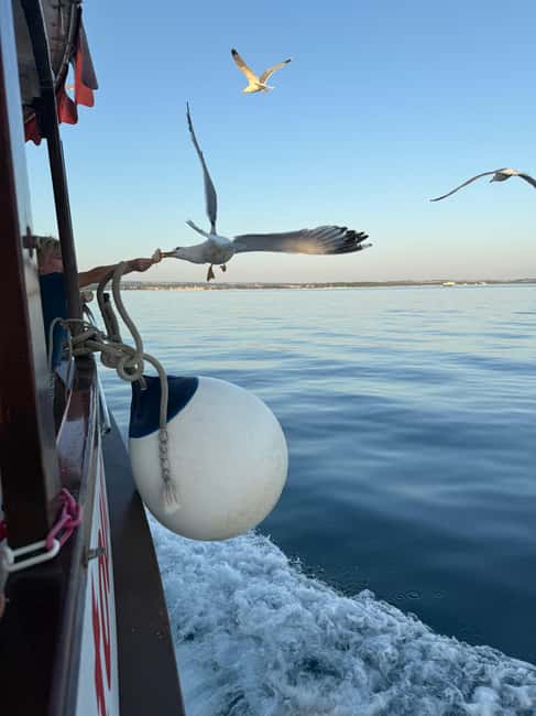 image n.4 of Fazana: dolphin safari and sightseeing in Brijuni at sunset activity in Pula, uploaded by supplier