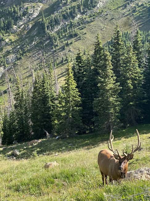 image n.22 of Estes Park: Rocky Mountain National Park Glass-Top Bus Tour activity in Colorado, uploaded by supplier