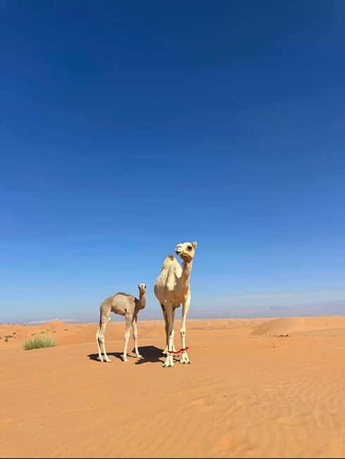 Immagine nº 46 di Avventura nel deserto di Wahiba , Nuoto nel Wadi Bani Khalid attività a Regione al-Sharqiyya, caricata dal fornitore