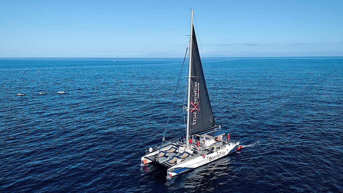 image n.19 of Costa Adeje: Whale & Dolphin Eco-Cruise with Snacks & Drinks activity in Costa Adeje, uploaded by supplier