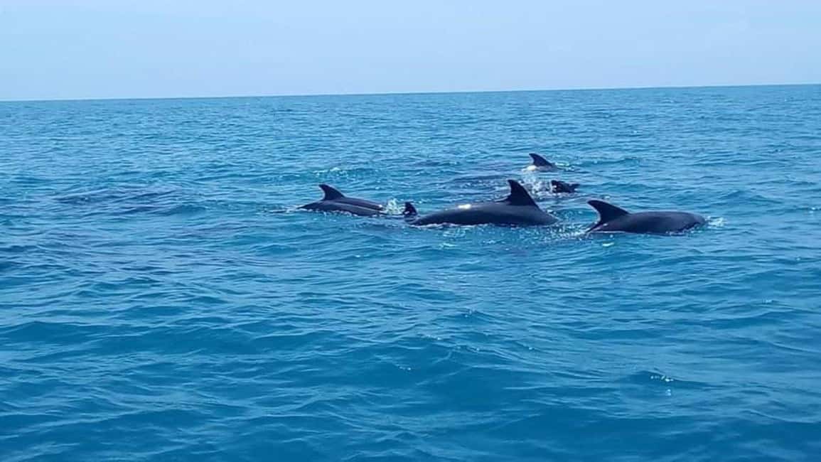 image n.2 of Zanzibar: Mnemba Island Snorkelling and Dolphin Tour. activity in Mangapwani, uploaded by supplier