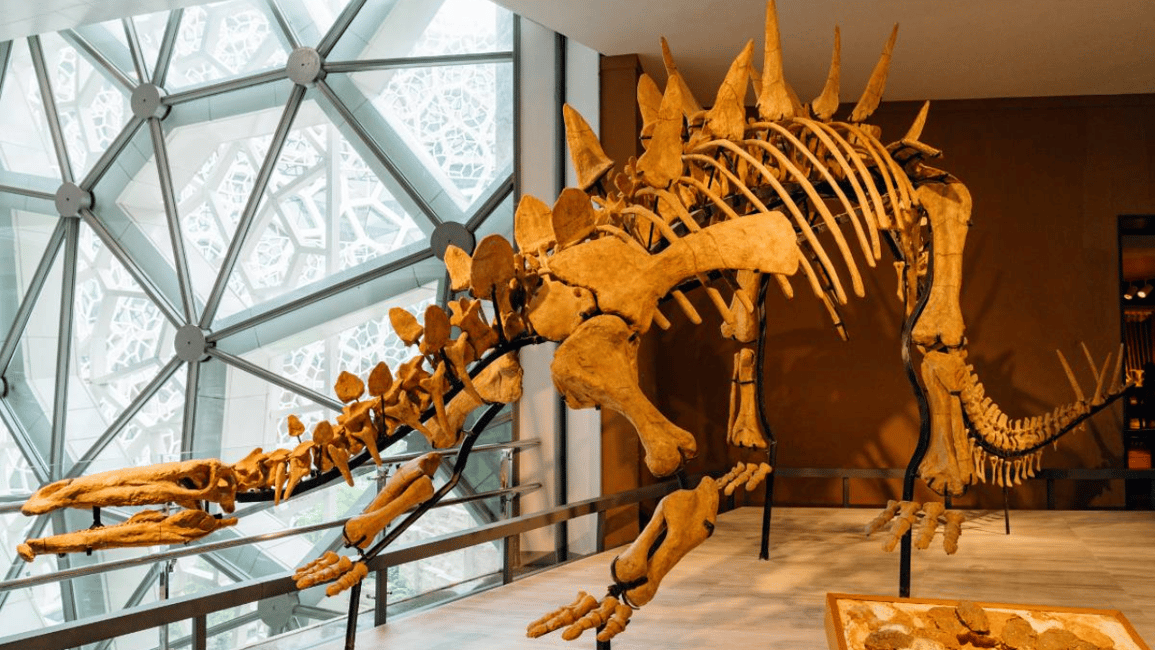 Image N°7 de Shanghai : Musée d'histoire naturelle Billet d'entrée activité à Shanghaï, publiée par le prestataire