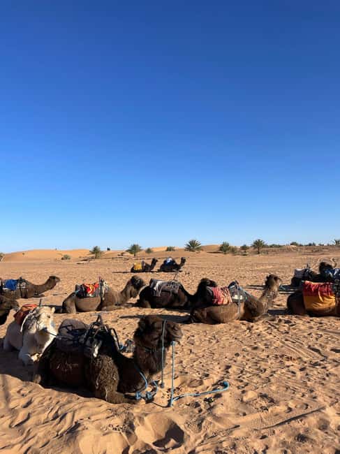 Image N°10 de Au départ de Fès : excursion de 3 jours et 2 nuits dans le désert jusqu'à Marrakech activité à Drâa-Tafilalet, publiée par le prestataire