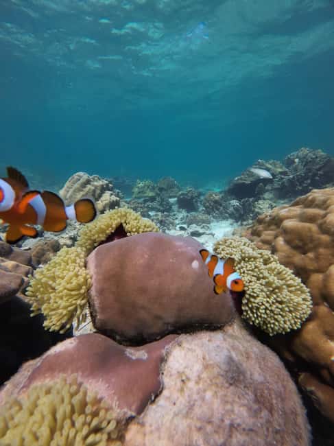 image n.15 of Koh Lipe: Longtail Boat Snorkeling Trip with Lunch activity in Gulf of Thailand, uploaded by supplier