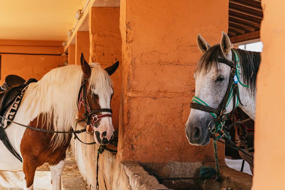 image n.6 of Mallorca: Horseback Riding Experience with Food Options activity in Balearic Islands, uploaded by supplier