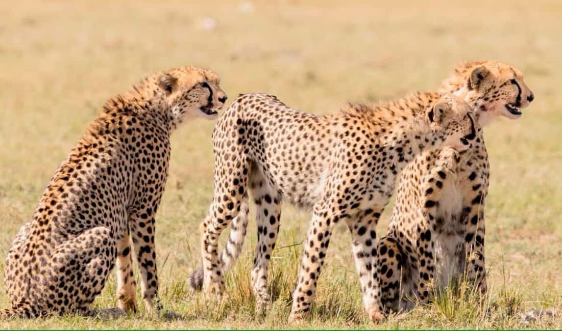 image n.48 of 2-Days Wildlife Safari to Tsavo East & Tsavo West Park activity in Coast Province, uploaded by supplier