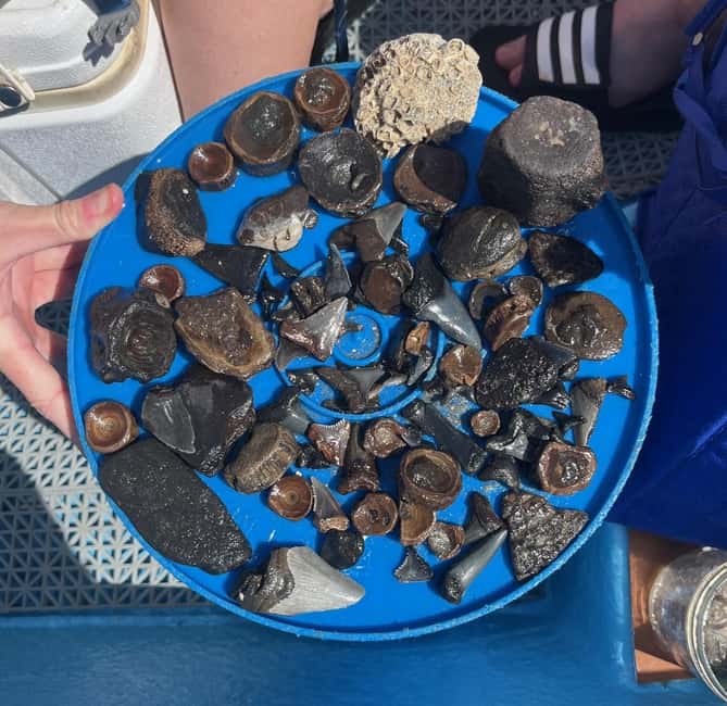image n.19 of Charleston: Morris Island Dolphin Cruise with Beachcombing activity in Charleston, uploaded by supplier