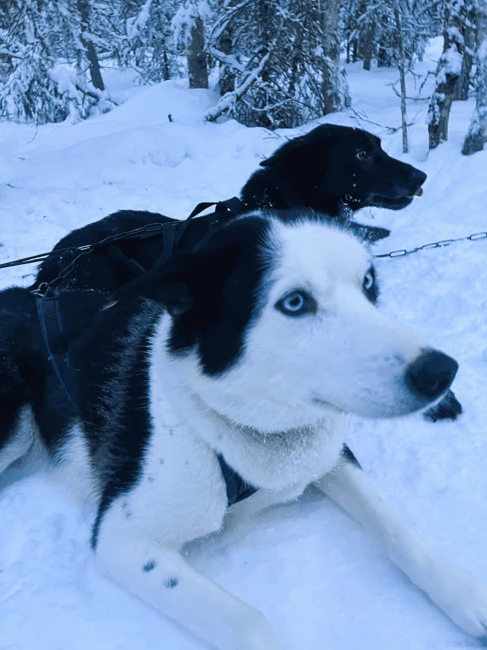 billede nr.28 af aktiviteten Levi: 5 km hundeslædetur i Levi i Sirkka, uploadet af udbyder