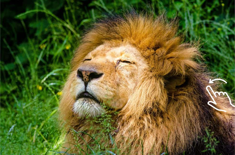 Bild Nr. 2 von Krakau: Zoo mit Abholung vom Hotel Aktivität in Krakau, hochgeladen vom Anbieter