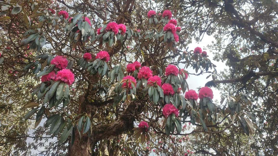image n.9 of Ghorepani Poon Hill Trek - 4 Days (Full Package) activity in Pashchimanchal, Western Region, uploaded by supplier