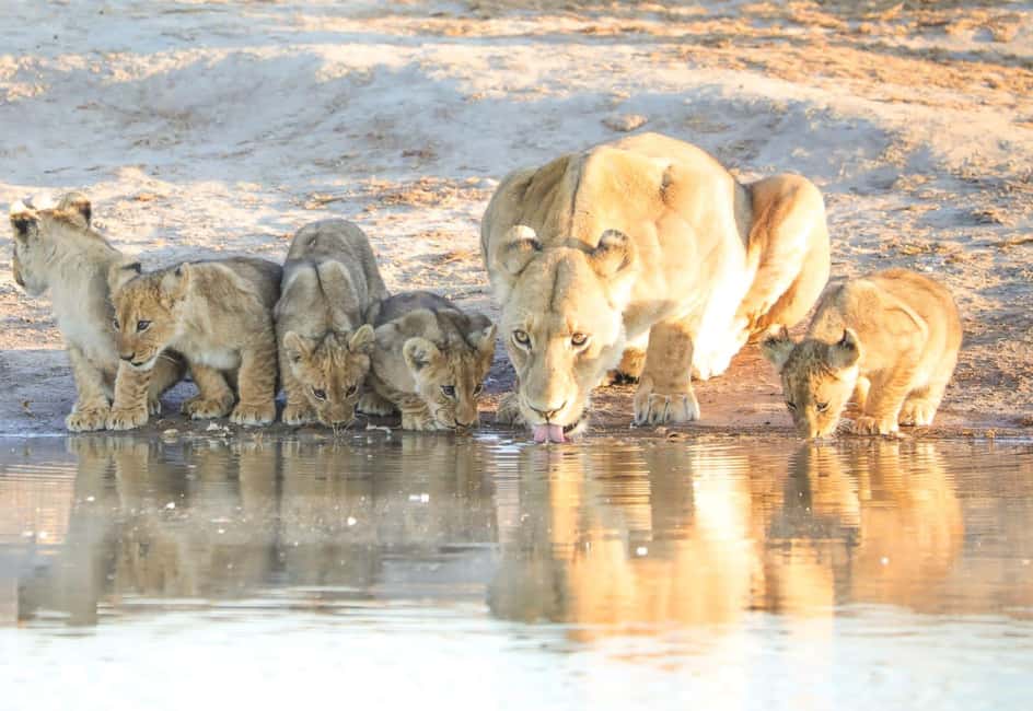 image n.2 of Chobe Day Trip - From Vic Falls activity in Victoria Falls Town, uploaded by supplier