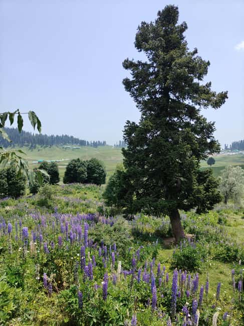 image n.19 of Srinagar: Gulmarg Day Tour - Explore the Meadow of Flowers activity in Jammu and Kashmir, uploaded by supplier