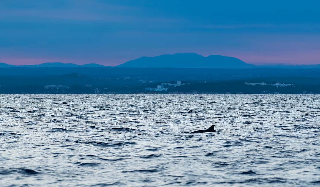 Immagine nº 11 di Orsera: Avventura al tramonto con osservazione dei delfini in motoscafo attività a Orsera, caricata dal fornitore