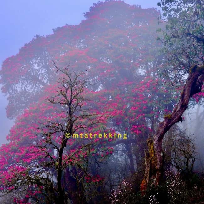 image n.16 of 5-Day Annapurna Base Camp Trek with Natural Hot Springs activity in Ghandruk, uploaded by supplier