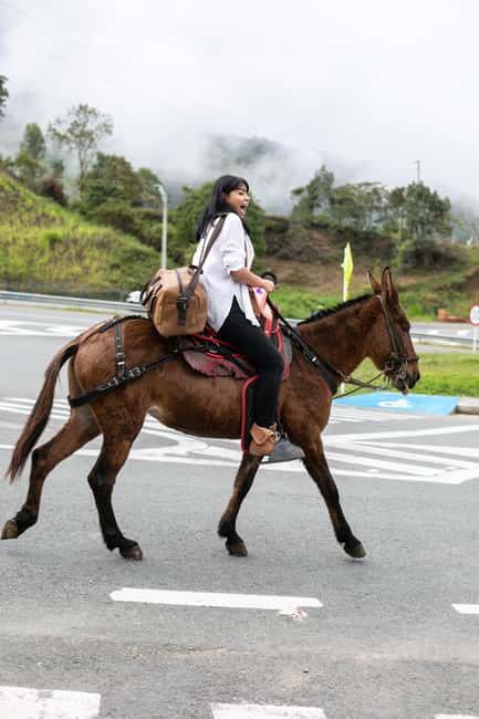 imagem n.66 de Medellín: Tour do café, chegada a cavalo e cana-de-açúcar atividade em Medellín, carregada pelo fornecedor