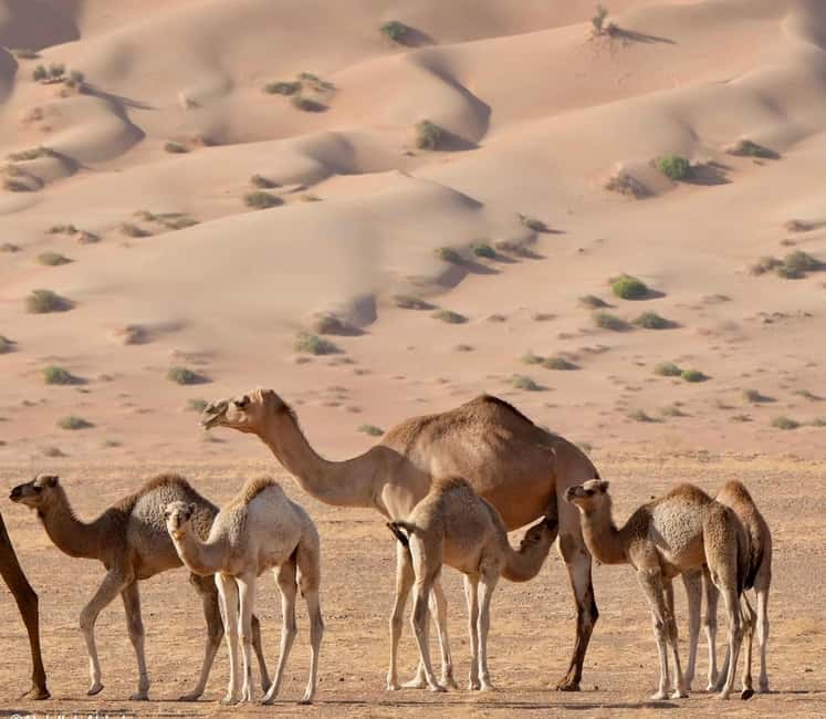 Immagine nº 36 di Avventura nel deserto di Wahiba , Nuoto nel Wadi Bani Khalid attività a Regione al-Sharqiyya, caricata dal fornitore
