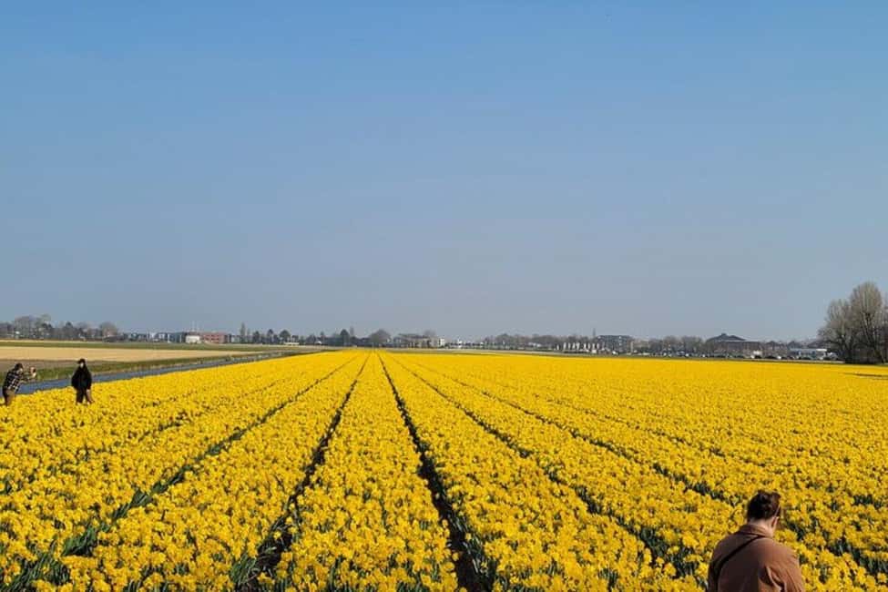 image n.2 of Amsterdam: Keukenhof Tulip Gardens Private Tour activity in Lisse, uploaded by supplier