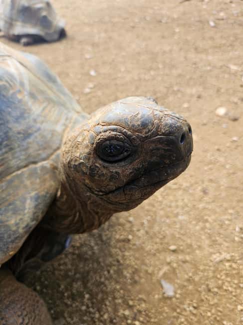 bild nr.10 av Mauritius: Vaniljpark och vilda stränder Tour aktivitet i Riviere des Anguilles, uppladdad av arrangören