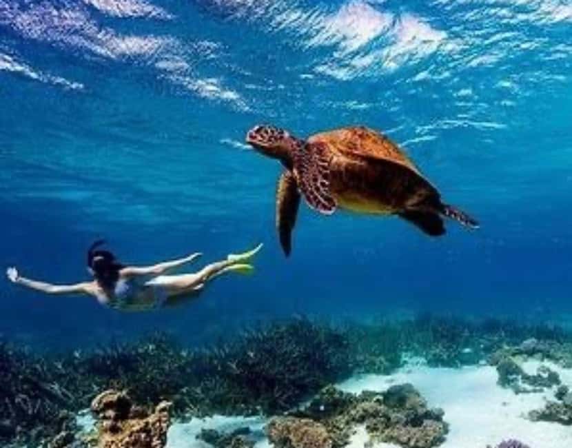 image n.7 of WATAMU,Snorkeling/dolphin spotting,seafood,mida creek cruise activity in Coast Province, uploaded by supplier