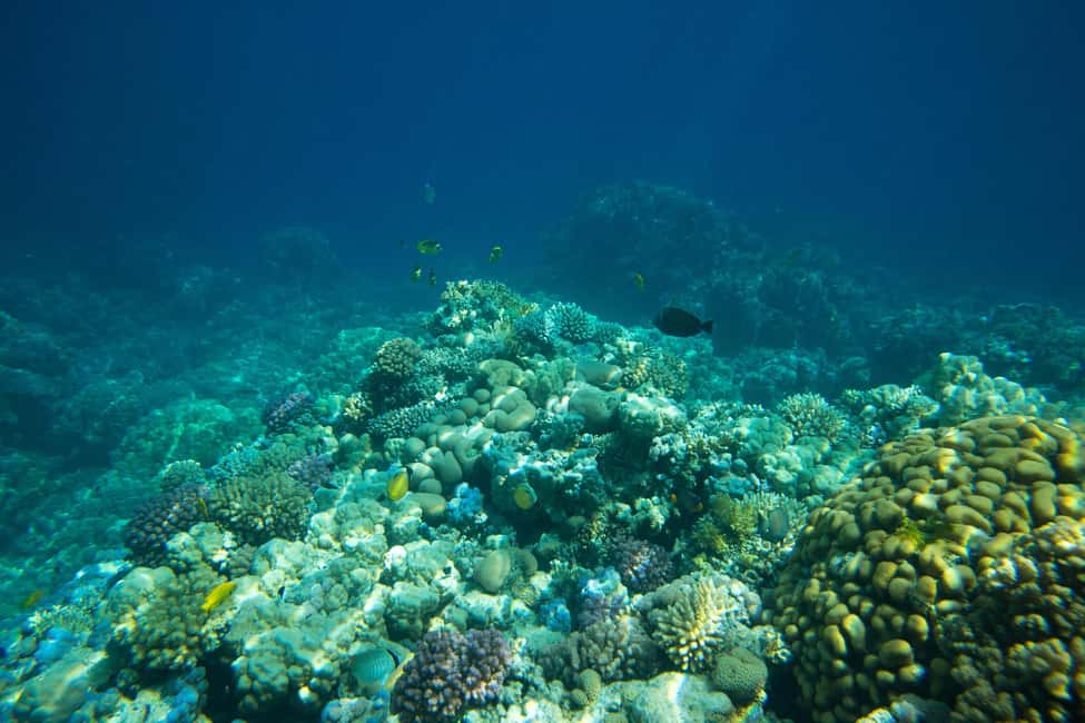 image n.2 of La Paz: Coral Farm Snorkel Tour activity in La Paz, Mexico, uploaded by supplier