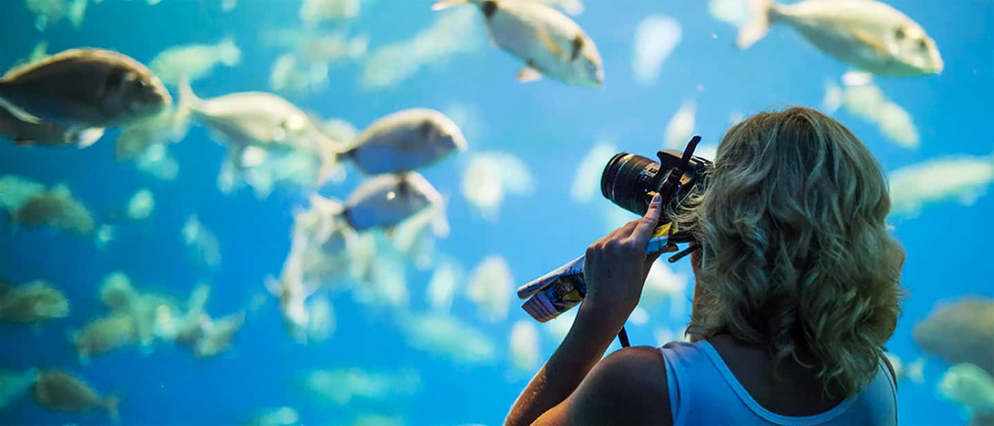 afbeelding n.14 van Mallorca: Toegangbewijs Palma Aquarium met Optionele 3D Bioscoop activiteit in Palma de Mallorca, geüpload door aanbieder