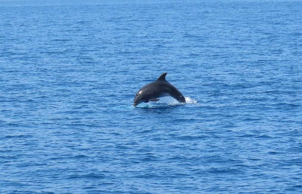 image n.5 of From Kos:A full day cruise in the newest luxury vessel! activity in Vathy, uploaded by supplier