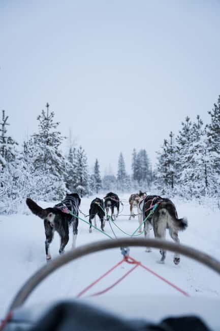 billede nr.3 af aktiviteten Levi: Husky-slædetur om aftenen under nordlyset i Kittilä, uploadet af udbyder