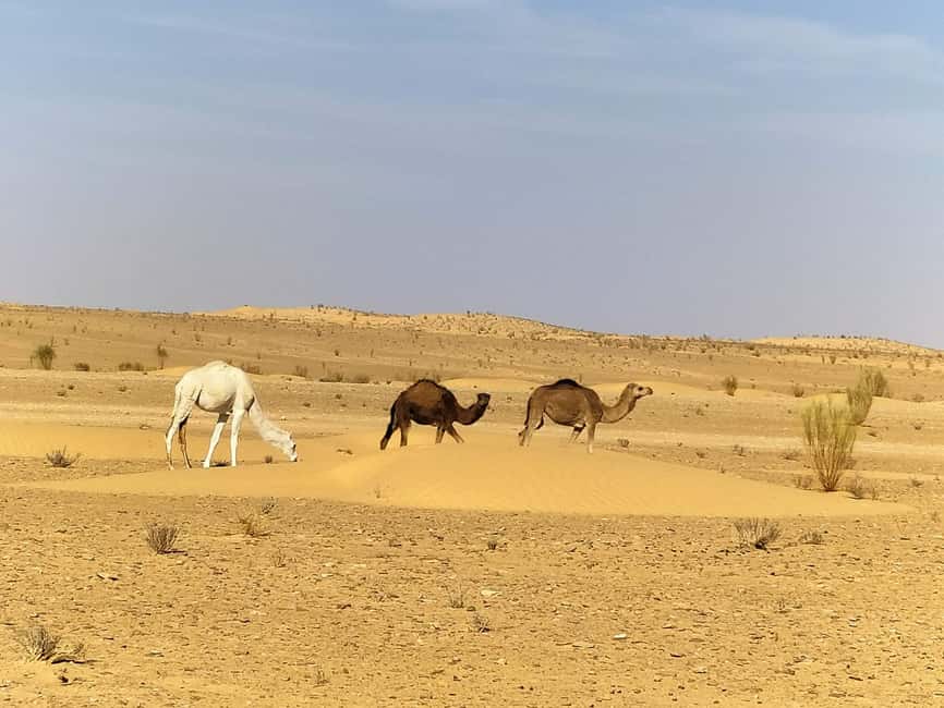 image n.43 of From Yasmine Hammamet/Kantaoui: 2-Day Sahara Tour with Meals activity in Tozeur Governorate, uploaded by supplier
