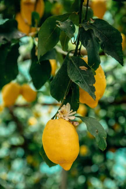 image n.3 of Amalfi: Vertical Lemon Farm Tour, Tastings, and Rural Museum activity in Campania, uploaded by supplier