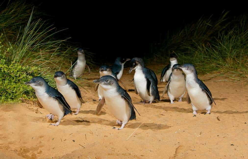 Image N°12 de Au départ de Melbourne : Parade des pingouins et visite des koalas activité à Victoria, Australie, publiée par le prestataire