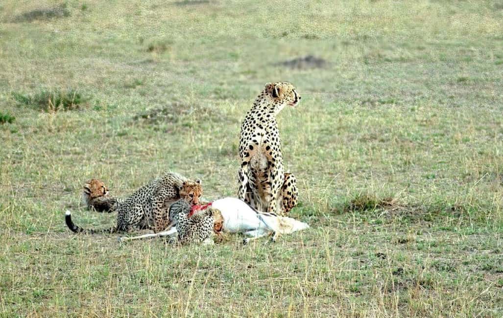 image n.11 of 2-Days Wildlife Safari to Tsavo East & Tsavo West Park activity in Coast Province, uploaded by supplier