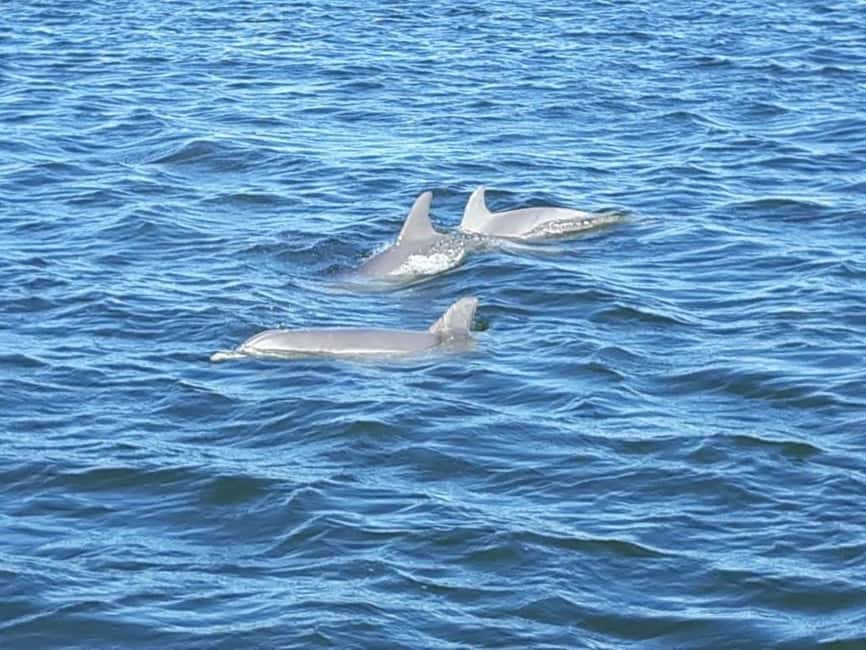 image n.2 of Orange Beach: Dolphin-Watching Eco-Boat Tour activity in Orange Beach, Alabama, uploaded by supplier