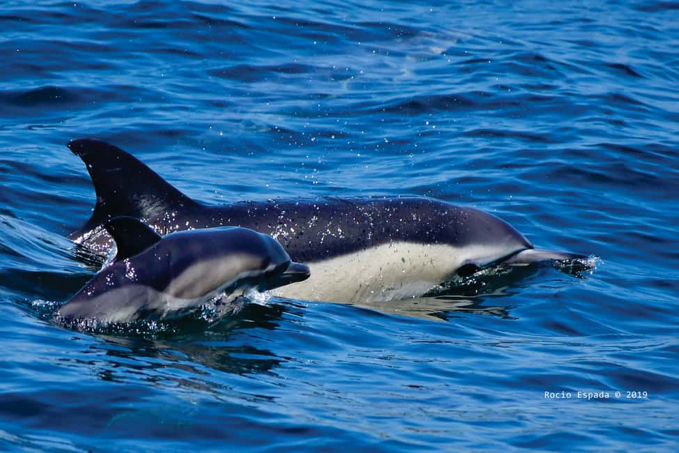 image n.3 of Gibraltar: Dolphin Watching Tour activity in Gibraltar, uploaded by supplier