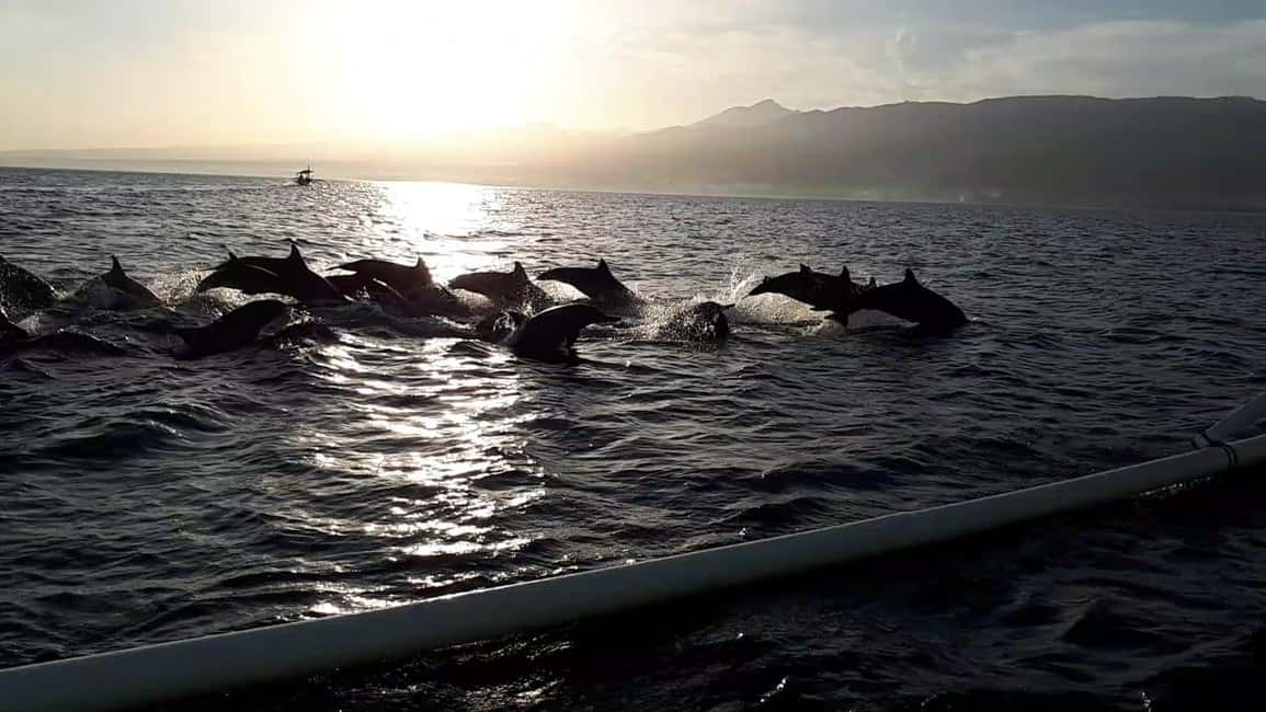 image n.3 of Bali dolphin, swim & snorkeling in Lovina Bali activity in Lovina, uploaded by supplier