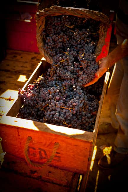 image n.4 of Visit to Colares Vineyards - Hélder Cunha Winemaker activity in Colares, uploaded by supplier