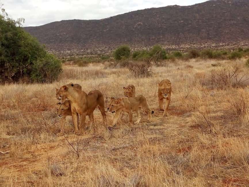 image n.1 of 2-Days Wildlife Safari to Tsavo East & Tsavo West Park activity in Coast Province, uploaded by supplier