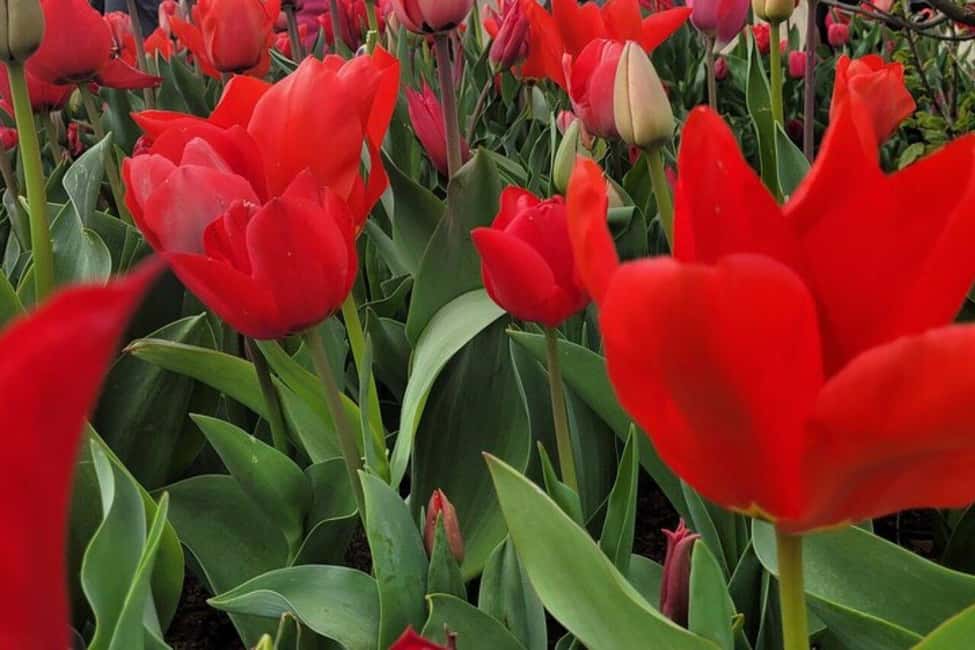 image n.4 of Amsterdam: Keukenhof Tulip Gardens Private Tour activity in Lisse, uploaded by supplier
