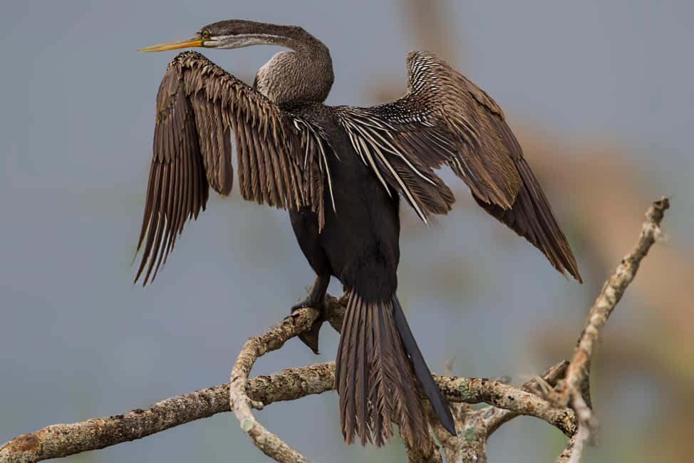 image n.7 of Hikkaduwa: Yala & Udawalawe Safari Day Trip with Picnic activity in Hambantota, uploaded by supplier
