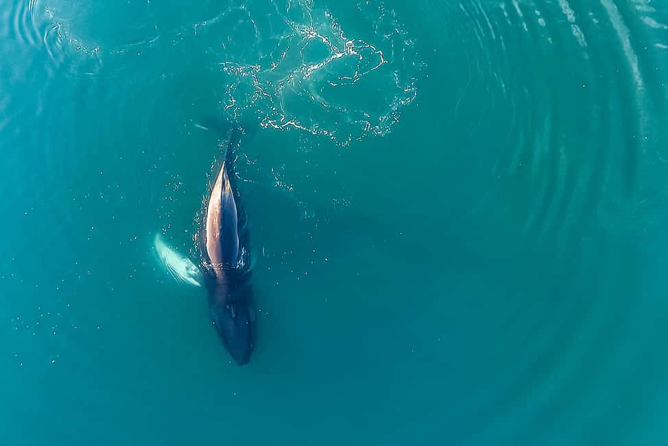 imagen n.º 10 de Reikiavik: Crucero de avistamiento de ballenas y vida marina actividad en Vesturland, subida por el proveedor