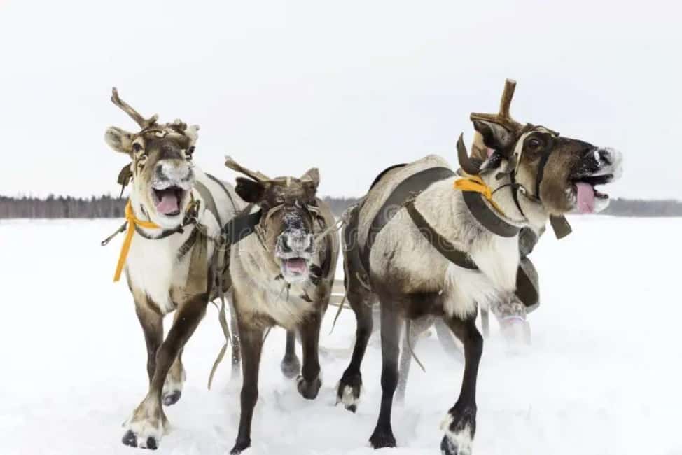 billede nr.26 af aktiviteten Kombinationstur\Husky og rensdyrslædetur i Levi i Lapland, uploadet af udbyder