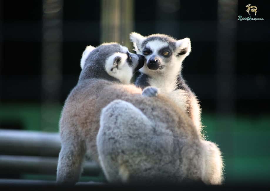 billede nr.11 af aktiviteten Selangor: Zoo Negara e-billet i Kuala Lumpur, uploadet af udbyder