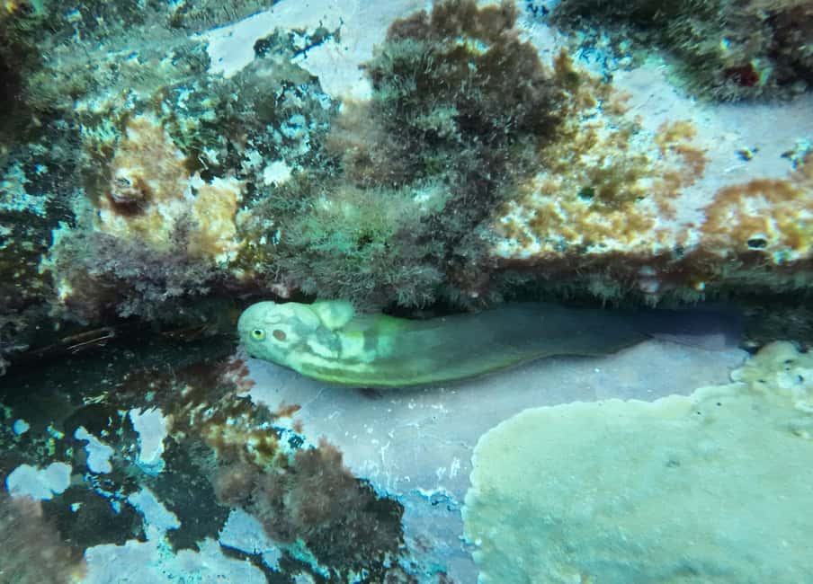 image n.32 of Tenerife: Kayak & Snorkel with Turtles & Dolphins w/Photos activity in Los Cristianos, uploaded by supplier