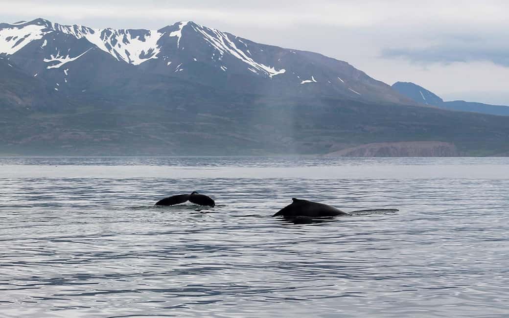 imagen n.º 18 de Húsavík: Excursión familiar y guiada de avistamiento de ballenas actividad en Norðurland Eystra, subida por el proveedor