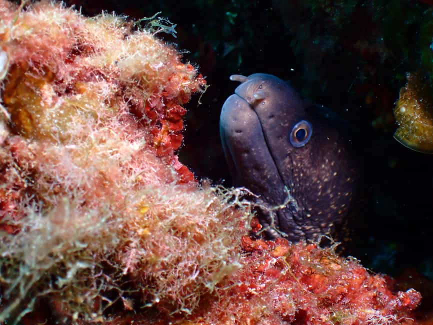 image n.11 of Menorca: Baptism Scuba Diving in Marine Reserve activity in Port d'Addaia, uploaded by supplier