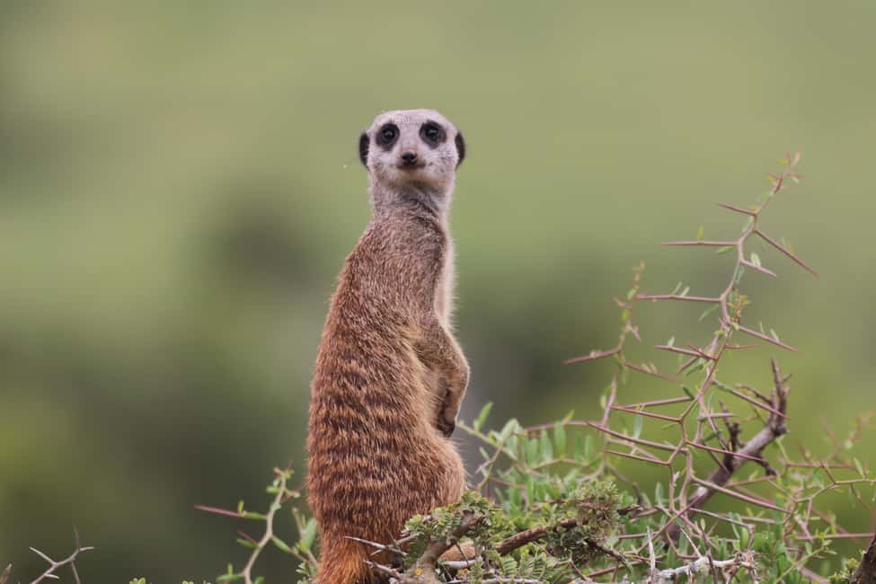 image n.6 of Full-Day Addo Park & Schotia Game Reserve (Open 4x4 vehicle) activity in Eastern Cape, uploaded by supplier