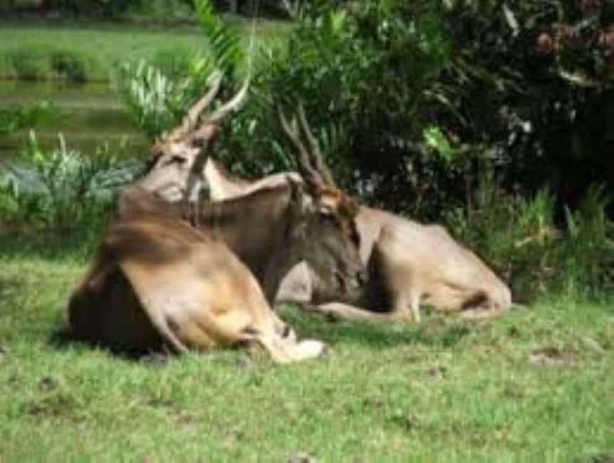 image n.17 of Mombasa: Discovery Day Tour and Haller Park activity in Mombasa, uploaded by supplier