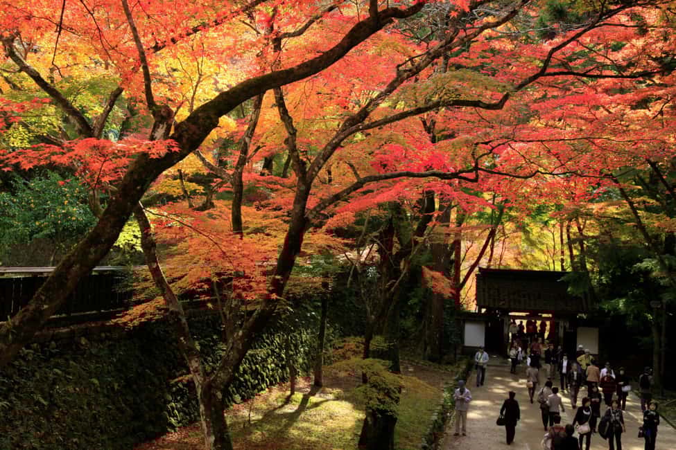 image n.5 of From Nagoya: Obara Shiki-Zakura and Korankei Autumn Trip activity in Nagoya, uploaded by supplier