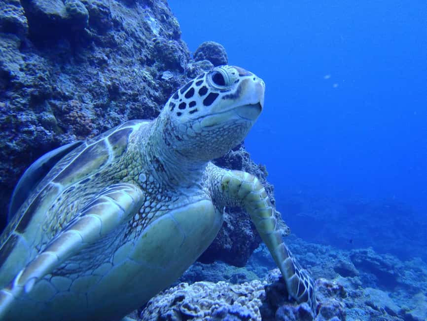 image n.3 of Half-Day Snorkeling Trip to Kerama & Marine Sports activity in Okinawa, uploaded by supplier
