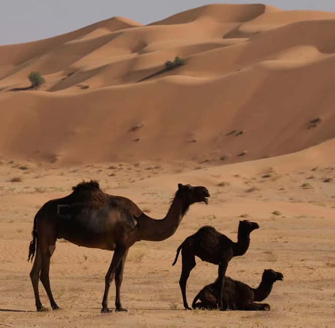 Immagine nº 38 di Avventura nel deserto di Wahiba , Nuoto nel Wadi Bani Khalid attività a Regione al-Sharqiyya, caricata dal fornitore